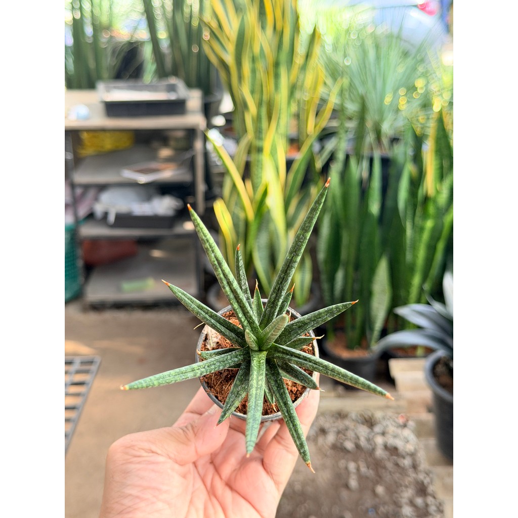 มุมมอง 4