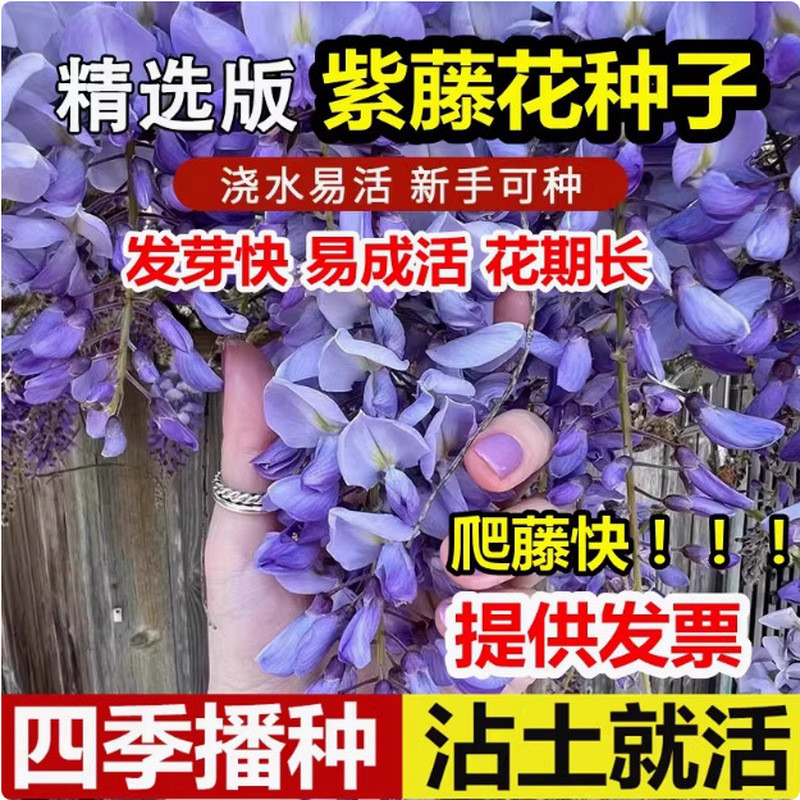 0816Ready Wisteria Seed Double-กลีบWisteria Flower Seed Climbing Vine Plant Flower Seed Low Wisteria