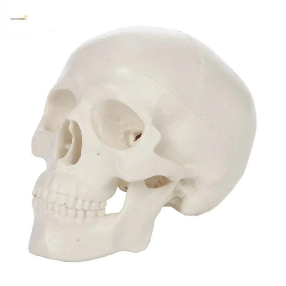 GOURMETGALORE Skull Model, Skull Cap สะดวก Human Head Model, 92x99x71mm Mini Studying Resinกายวิภาคห