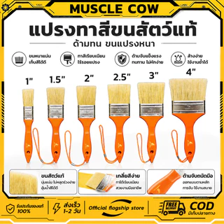 MUSCLE COW แปรงทาสีขนสัตว์แท้ 1-4" ด้ามทน ขนแปรงหนา ทาสีเรียบ ทนทาน สำหรับงานทาสี ตกแต่ง