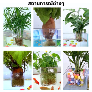ตะกร้าปลูกพืชน้ำ ตะกร้าปลูกผักบนตู้ปลา พลาสติกใส ลูกบิดยึดแน่น ติดขอบกระจกปลูกพืชช่วยกรองน้ำตกแต่งตู้ปลา
