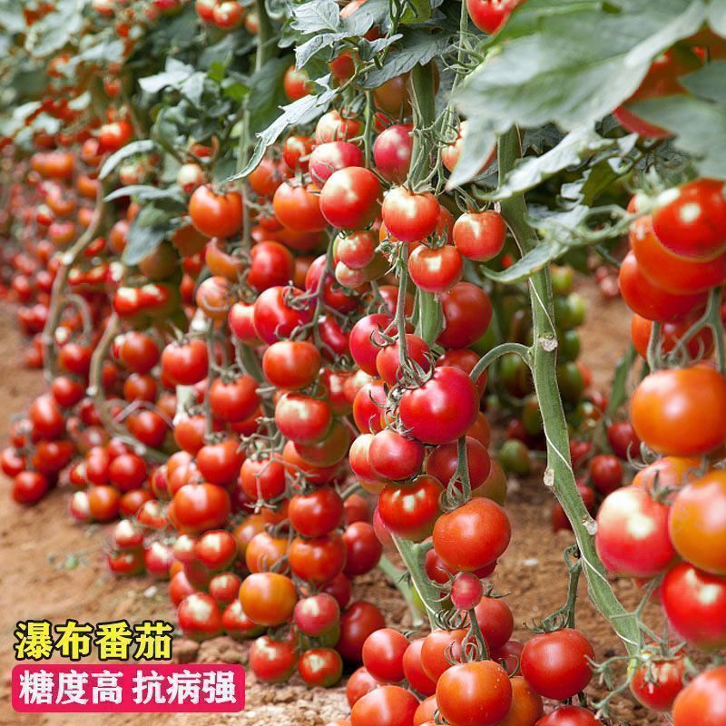 现货热卖瀑布番茄种子 四季小番茄种子圣女果种子阳台盆栽庭院水果种子Waterfall Tomato Seeds Four Seasons Little Tomato Seeds St.20260711