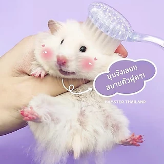 [Hamsterthailand] แปรงหวีขน แปรงขน อุปกรณ์สัตว์เลี้ยง ขนนุ่ม สำหรับสัตว์เลี้ยง แฮมสเตอร์