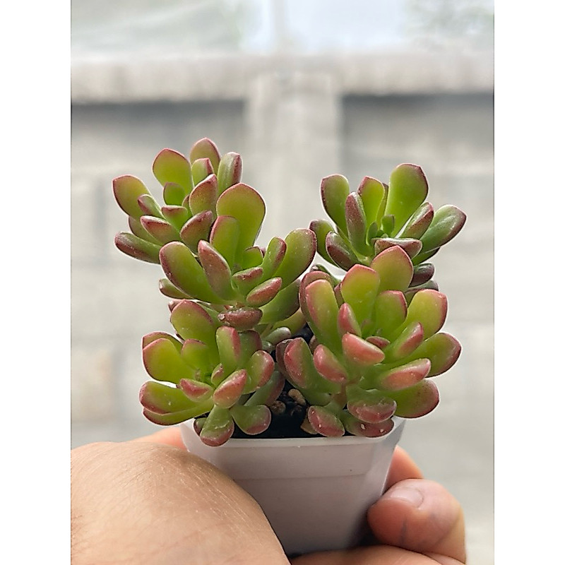 Sedum Joyce Tulloch ไม้อวบนำ้ น่ารักๆ กระถาง 2 นิ้ว รูปที่ 2