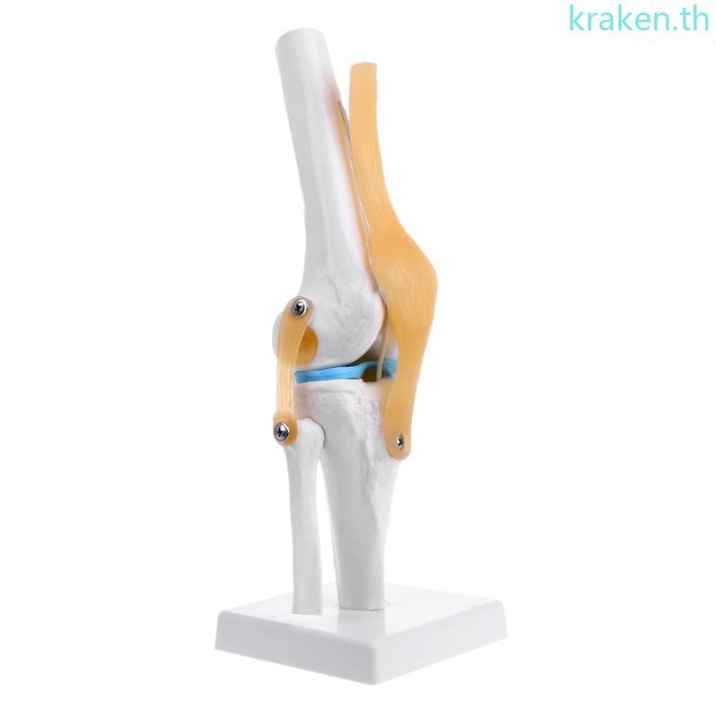 KRA Human Anatomical Knee Joint ยืดหยุ่นโครงกระดูกรุ่น Medical Learning Aid Anatomy