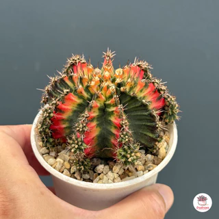ยิมโนด่าง มัลติคัลเลอร์ ชำหน่อ Gymnocalycium Multicolor แคคตัส กระบองเพชร cactus&succulent
