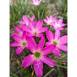 ดอกบัวดินคละสีลุ้นสายพันธุ์ลุ้นสีชุดละ20หัว5-7สีสายพันธุ์ได้หลายสี