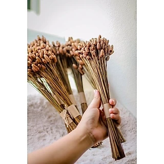 JPCraft🌻-ดอกกระถินทุ่ง ดอกไม้แห้ง กำปล่าว กำละ100ดอก(F8)