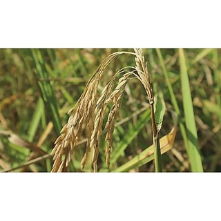 ไดฟีโนโคนาโซล+ไพรพิโคนาโซล ( 1L ) สารป้องกันกำจัดโรคพืช โรคเมล็ดด่าง โรคใบไหม้ เมล็ดลาย ดอกกระถิน