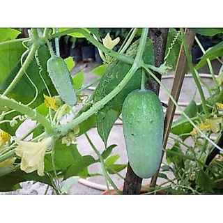 เมล็ดแตงกวา 15 เมล็ด 🌱 ซื้อ 10 แถม 2 คละได้ 💥 เลือกของแถมได้ คิดถึงเมล็ดผัก คิดถึง skinsun