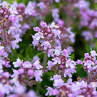 ไทม์เลื้อย thymus serpyllum creeping thyme 100 เมล็ด
