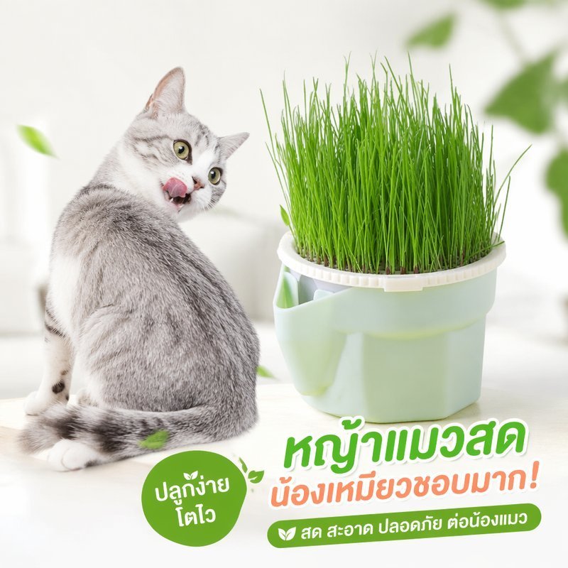 ชุดปลูกหญ้าแมว ถาดเมล็ดข้าวสาลีออร์แกนิก Pet Sprout Planter Digestive Dental Care