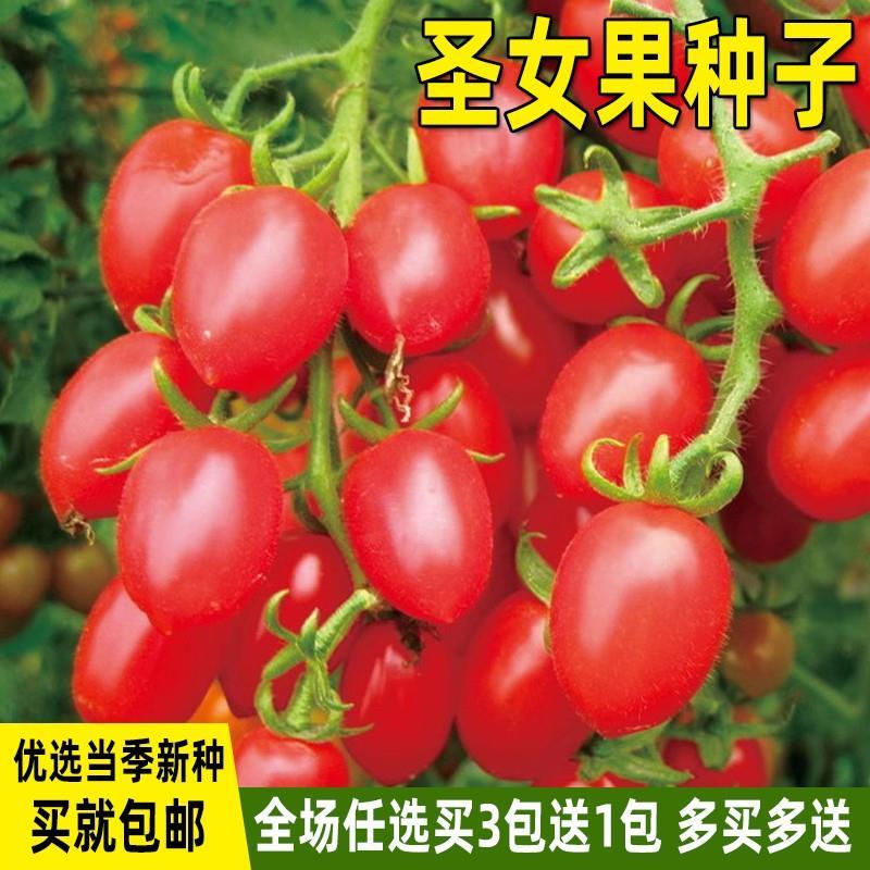 现货热卖圣女果种子千禧番茄种孑西红柿种籽四季盆栽庭院水果蔬菜种子大全Cherry tomato seeds, Millennium tomato seeds, tomato seeds20260821