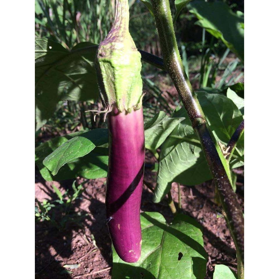 100Seeds มะเขือยาวม่วงเมล็ดพันธุ์ อัตรางอกสูง ต้นแข็งแรง ผลยาว สีม่วงสด เนื้อแน่น เก็บเกี่ยวได้ใน 60–70 วัน - รูปที่ 2