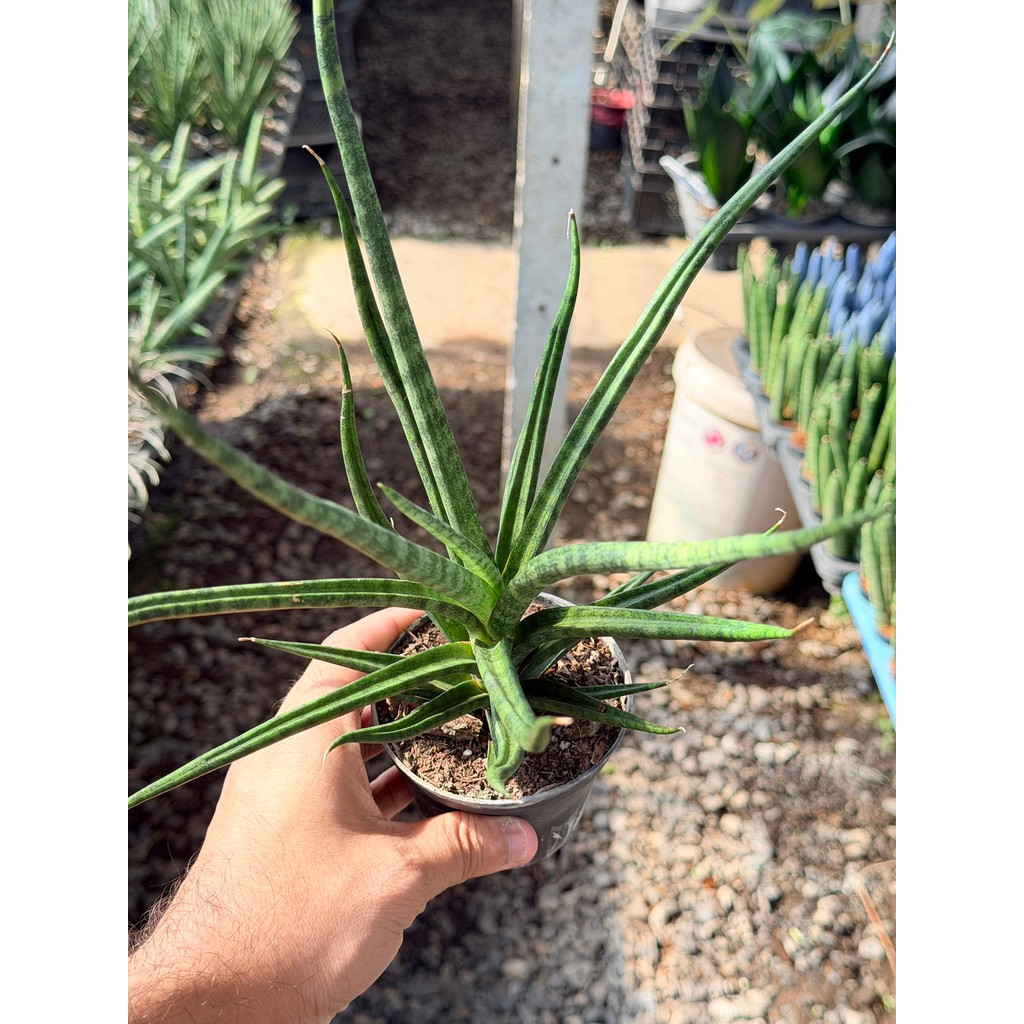 มุมมอง 2