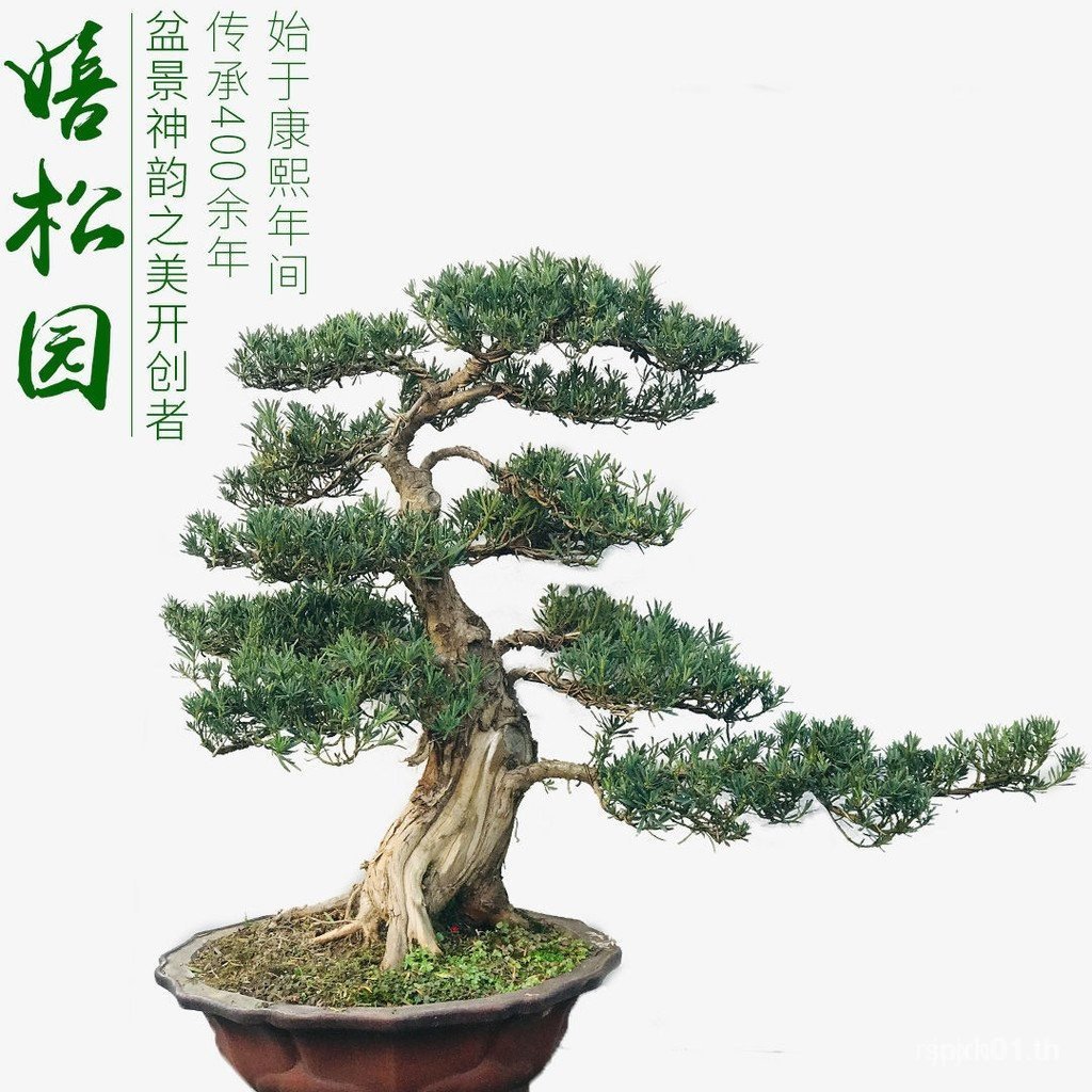 Arhat Pine Bonsai Rice Leaf Arhat Pine Pearl Red Bud Arhat Pine Courtyard เดิม combed n n n nang com