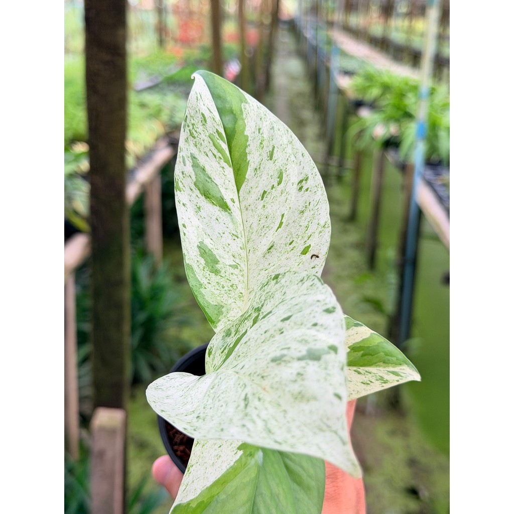 มุมมอง 7