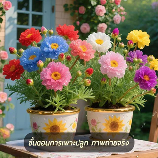 แพรเซี่ยงไฮ้🎯เมล็ดพันธุ์แพรเซี่ยงไฮ้ 10000เมล็ด🎈งอกง่าย🌱ดอกซ้อน🍀ดอกดกสวยมาก