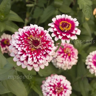 เมล็ดพันธุ์ บานชื่นแฟนซี / บานชื่นตุรกี คละสี 0.5 กรัม ( 50+ เมล็ด) Mazurka & Macarena Zinnia Mix