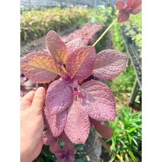 พรมญี่ปุ่นชมพู 6 นิ้ว - Purple Waffle Plant, Waffle Plant