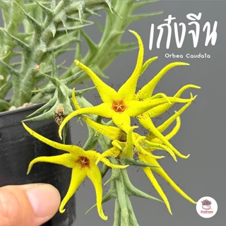 เก๋งจีน Orbea Caudata แคคตัส กระบองเพชร cactus&succulent
