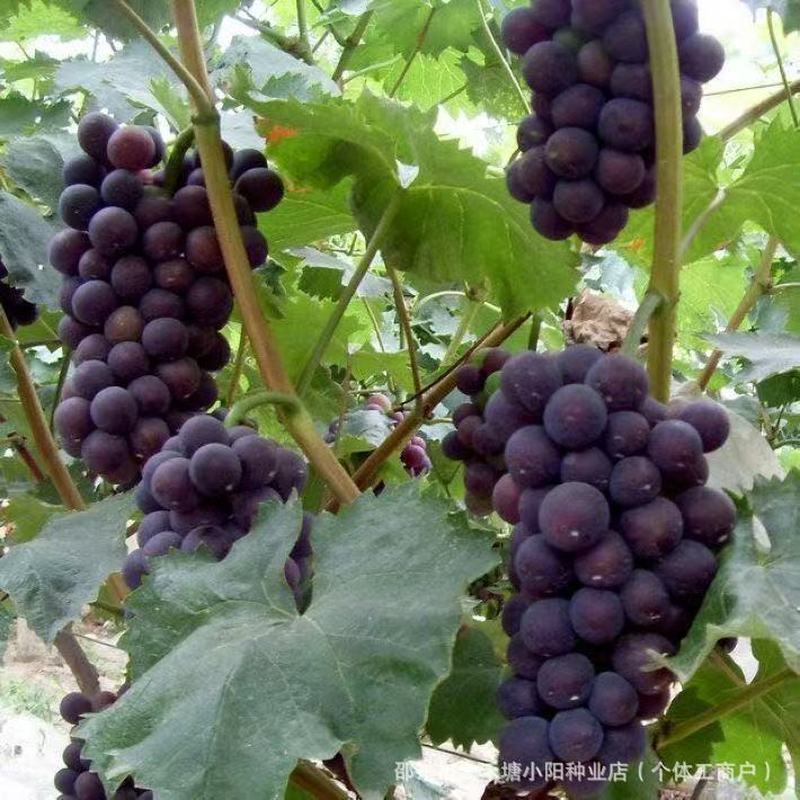Summer Black Grape Seed Grape Fruit Tree Seed1254850607