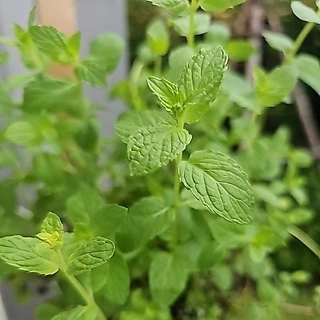 เปเปอร์มิ้นท์📌ถูกที่สุด 15บ.📌 Peppermint50- 200 เมล็ด🌼ปลูกง่าย💐กลิ่นหอมสดชื่น🔥สมุนไพรฝรั่ง
