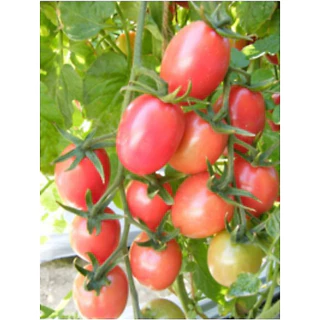 เมล็ด มะเขือเทศ เชอรี่ สวีทเกิร์ล ( Red Cherry Tomato Sweet Girl Seed ) บรรจุ 40 เมล็ด ทรงรี เนื้อแดง รสหวาน นิยมกินสด ผ