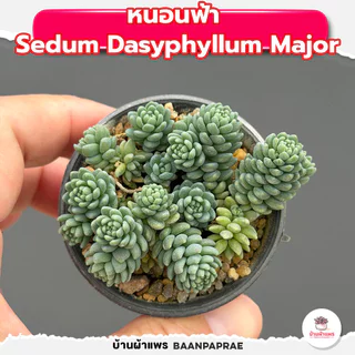 รวมกุหลาบหินและไม้อวบน้ำ หลายสายพันธุ์ ส่งทั้งกระถาง cactus&succulent