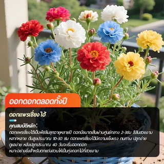 แพรเซี่ยงไฮ้🎯เมล็ดพันธุ์แพรเซี่ยงไฮ้ 10000เมล็ด🎈งอกง่าย🌱ดอกซ้อน🍀ดอกดกสวยมาก
