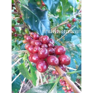 กาแฟคั่วเข้ม “บด” จากดอยช้าง อ่อน กลาง เข้ม / บด เมล็ด(1x250g.)
