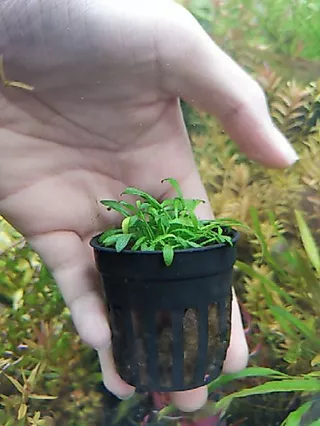 Cryptocoryne​ pava mini คริป พาวา- พาวามินิ ต้นไม้น้ำพร้อมปลูก ต้นไม้ตกเเต่งตุ้ปลา(กรุณ่อ่านรายละเอียดก่อนสั่ง)