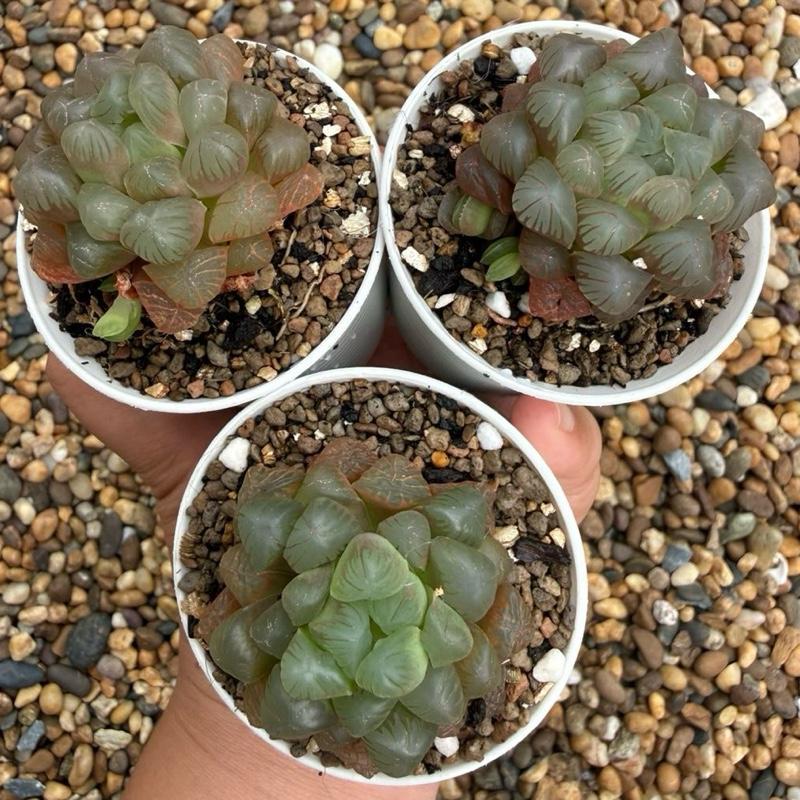 ต้นหยดน้ำ Haworthia cooperi