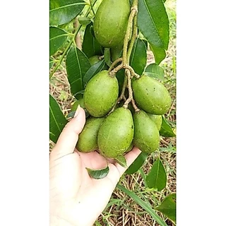 มะกอกฝรั่ง ผลสด ผลอ่อน/แก่ พร้อมส่ง ขั้นต่ำ 1 kg.