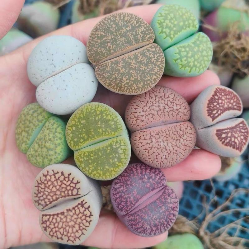 ไลทอปอายุ 4 ปี ไซส์ 2.8-3 cm คละต้นแฝดเดี่ยว lithops mix