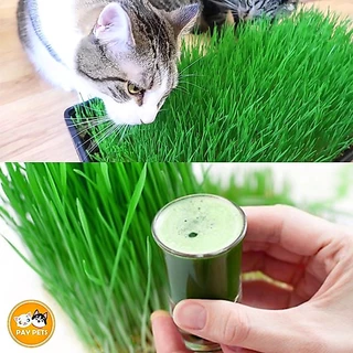 ชุดปลูกหญ้าแมว กระปุกใสx1 Cat Grass ชุดพร้อมปลูก ขับก้อนขน หญ้าแมว หญ้าหมา หญ้ากระต่าย หญ้าแฮมเตอร์