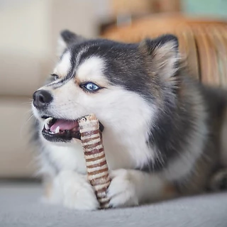 หลอดลมวัว Beef Trachea ขนมน้องหมา Hoya Barkery Dog Treats