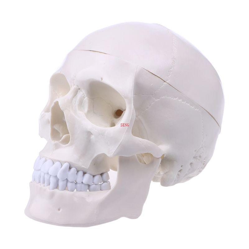Seng Human Anatomy Anatomy สําหรับหัวโครงกระดูก Skull การสอนรุ่นอุปกรณ์การเรียน