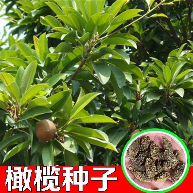 คลังสินค้าพร้อม Fast Shipping ใหม่ Picked Olive Seeds Qidun Fruit Olive Fruit Seeds Isa Fruit Green 