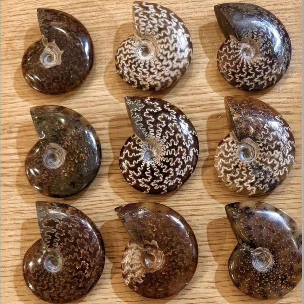 ธรรมชาติสังข์ Ammonite ยอดนิยมวิทยาศาสตร์ตัวอย่าง Ammonite เครื่องประดับ Ammonite เครื่องประดับ เครื