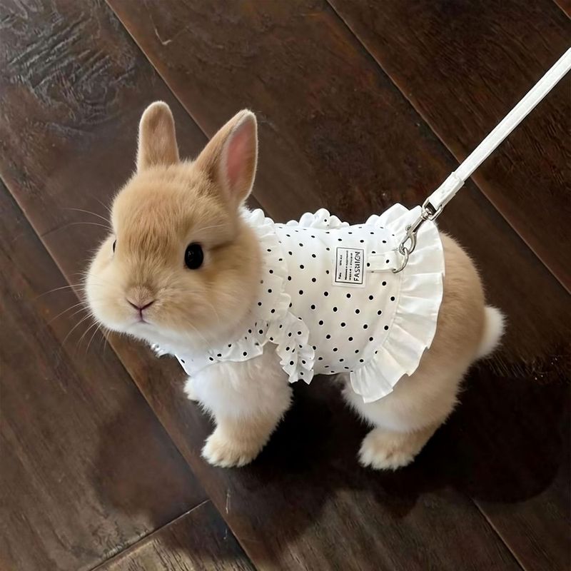 Bunny Outing Traction พิเศษเชือกดึงเสื้อกั๊กระบายอากาศสายรัดลูกไม้เสื้อผ้าสุนัขขนาดเล็กสัตว์เลี้ยงหน้าอกกลับ