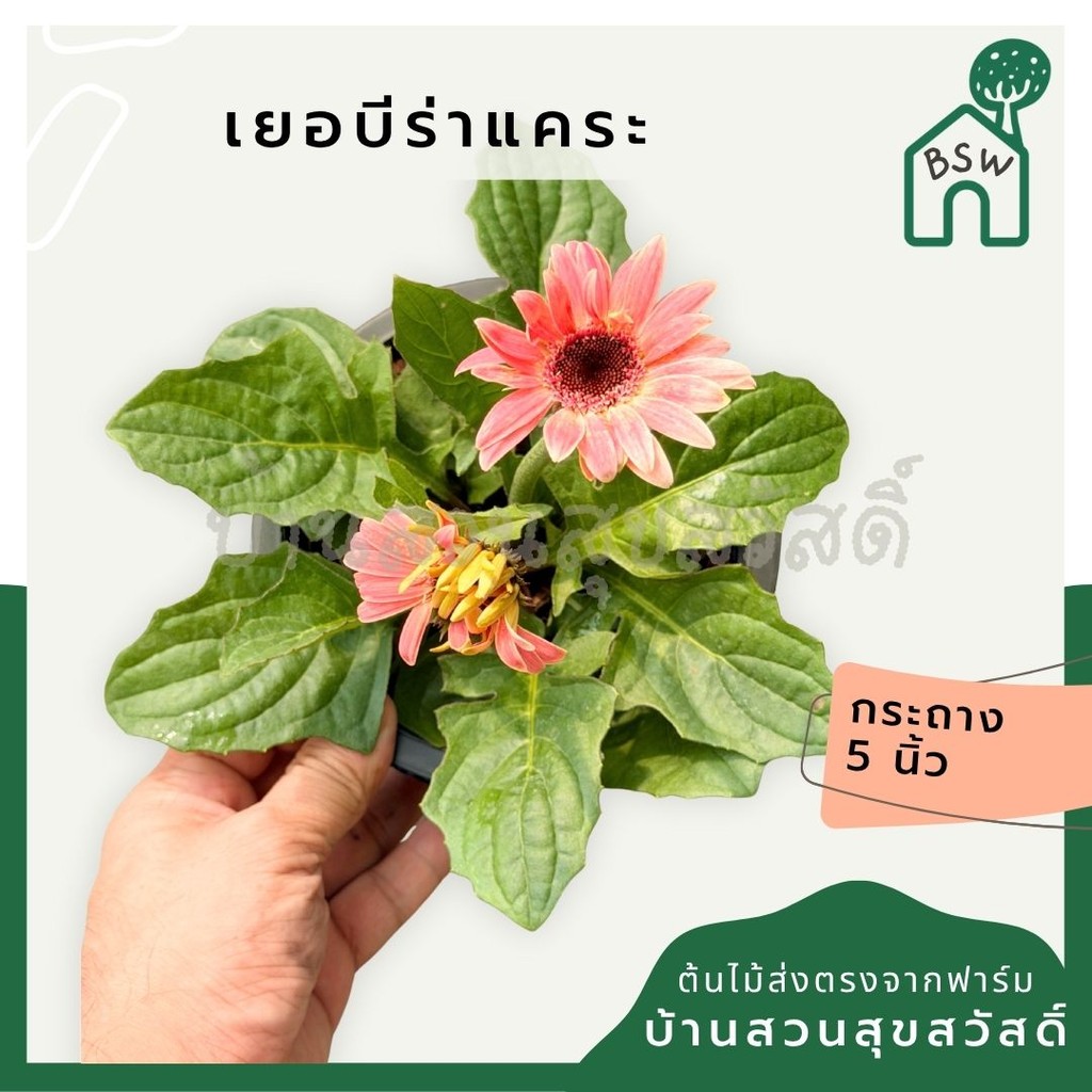 มุมมอง 2