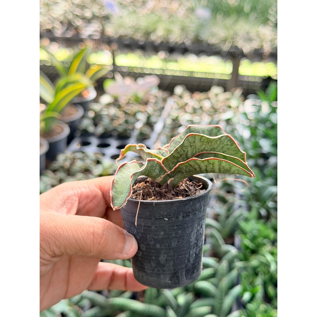 มุมมอง 4