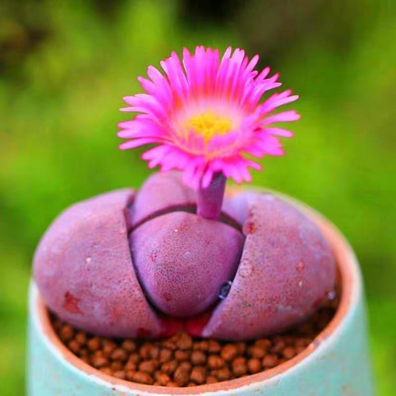 Hongdiyu Succulent Purple Ingot สีม่วงบริสุทธิ์ Succulents Town House High-End ป้องกันรังสี Lazy Gol