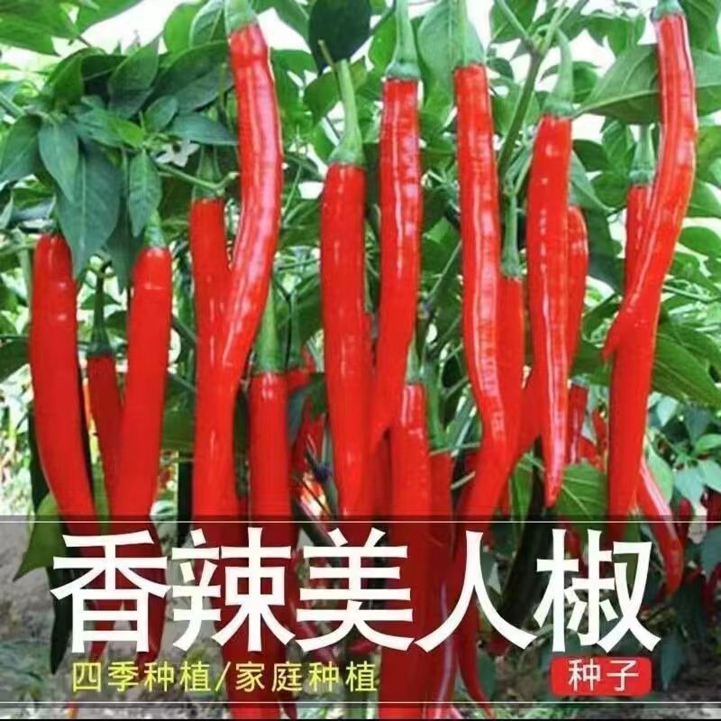 现货热卖香辣美人椒种子大树红尖椒红辣椒种子特香辣四季盆栽菜种籽Spicy Pepper Seeds Big Tree Red Pepper Red Red Pepper20260711