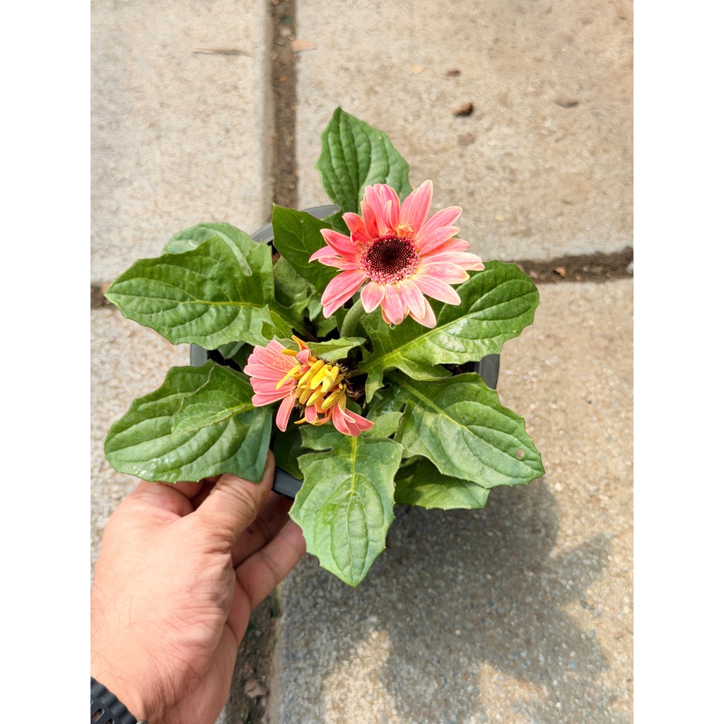 มุมมอง 5