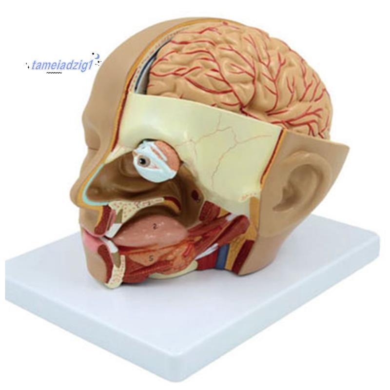 Human Head Anatomy Model Head สมองส่วน Anatomy สําหรับห้องเรียนวิทยาศาสตร์การศึกษาการเรียนรู้การสอนจ