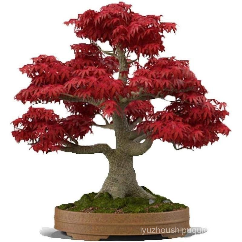 Japanese Red Maple Bonsai Tree Seeds | 30+ Seeds | Highly Prized for Bonsai, Japanese Maple Tree See