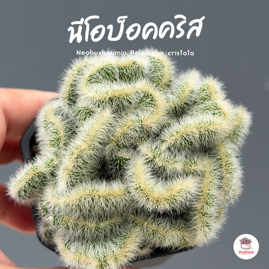 นีโอบ็อคคริส Neobuxbaumia Polylopha cristata แคคตัส กระบองเพชร cactus&succulent