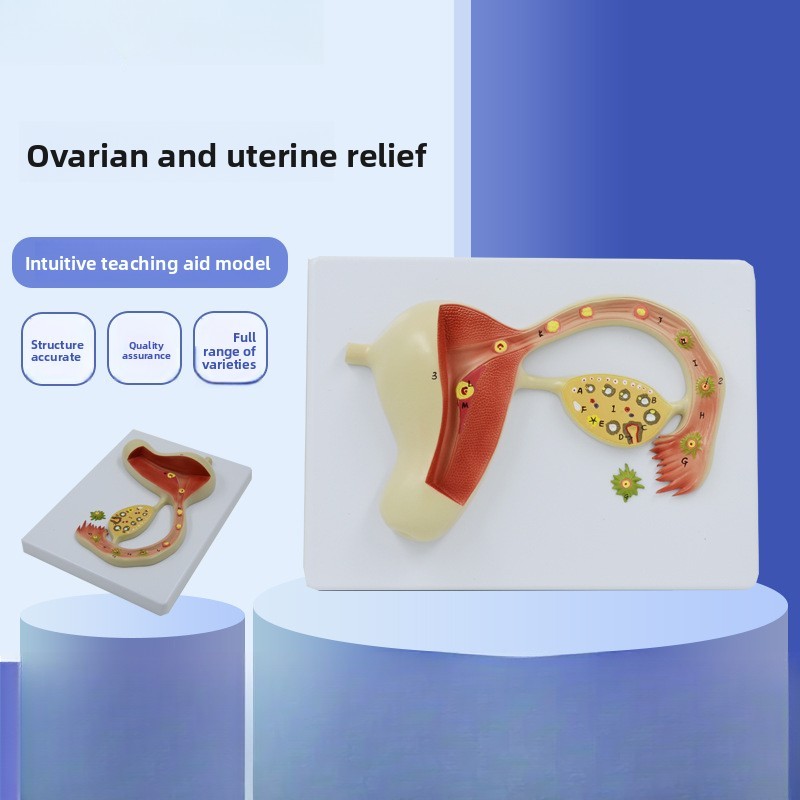หญิงสืบพันธุ์ Anatomy รุ่น Magnified มดลูก Ovary บรรเทาการสอน Aid